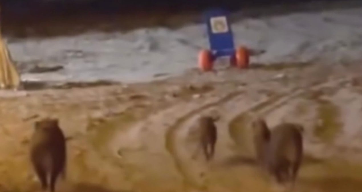 sahile akin ettiler gorenler saskinligini gizleyemedi mM5ndAcd