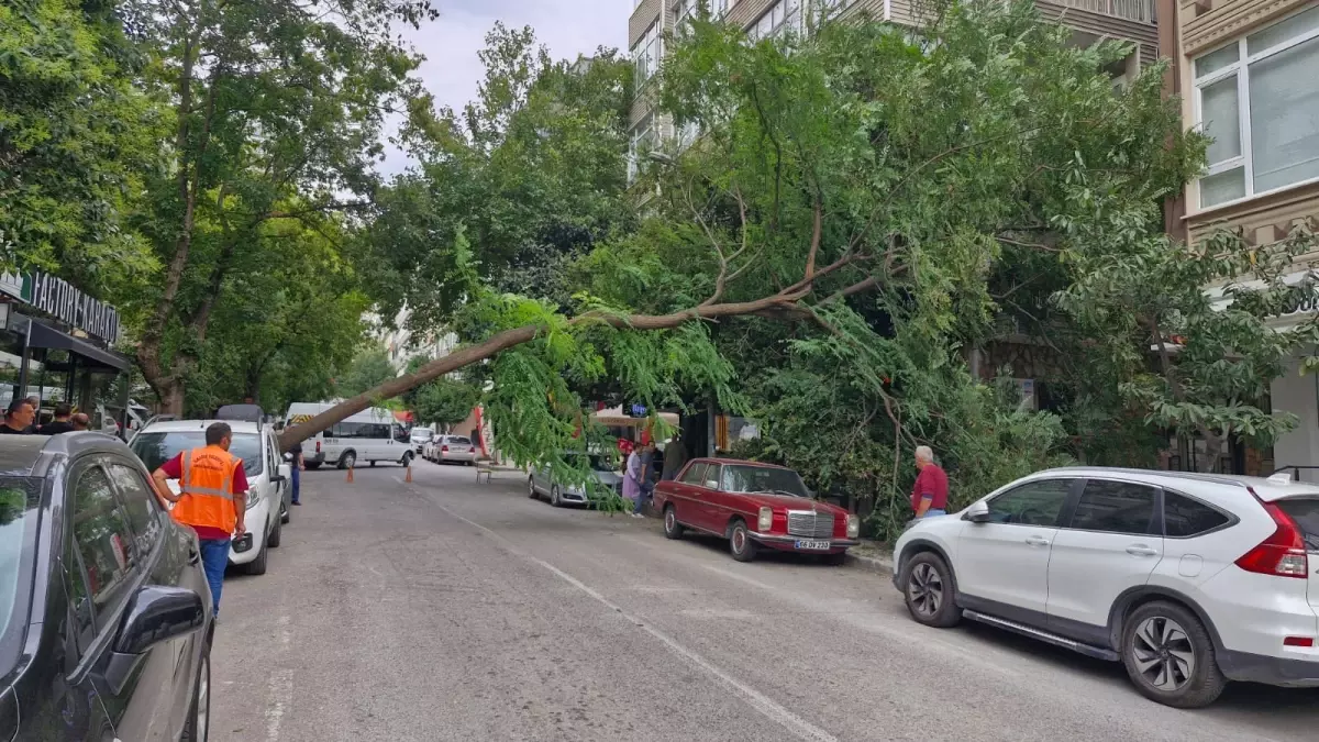 samsunda kuvvetli ruzgar agac devirtti NaieJ5ES