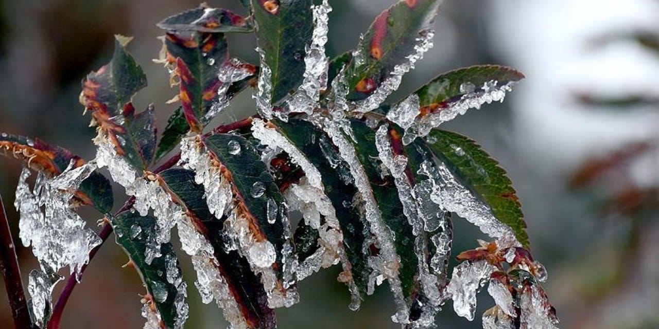 zirai don destek odemesi resmi gazetede kimler faydalanacak aVPFLJld