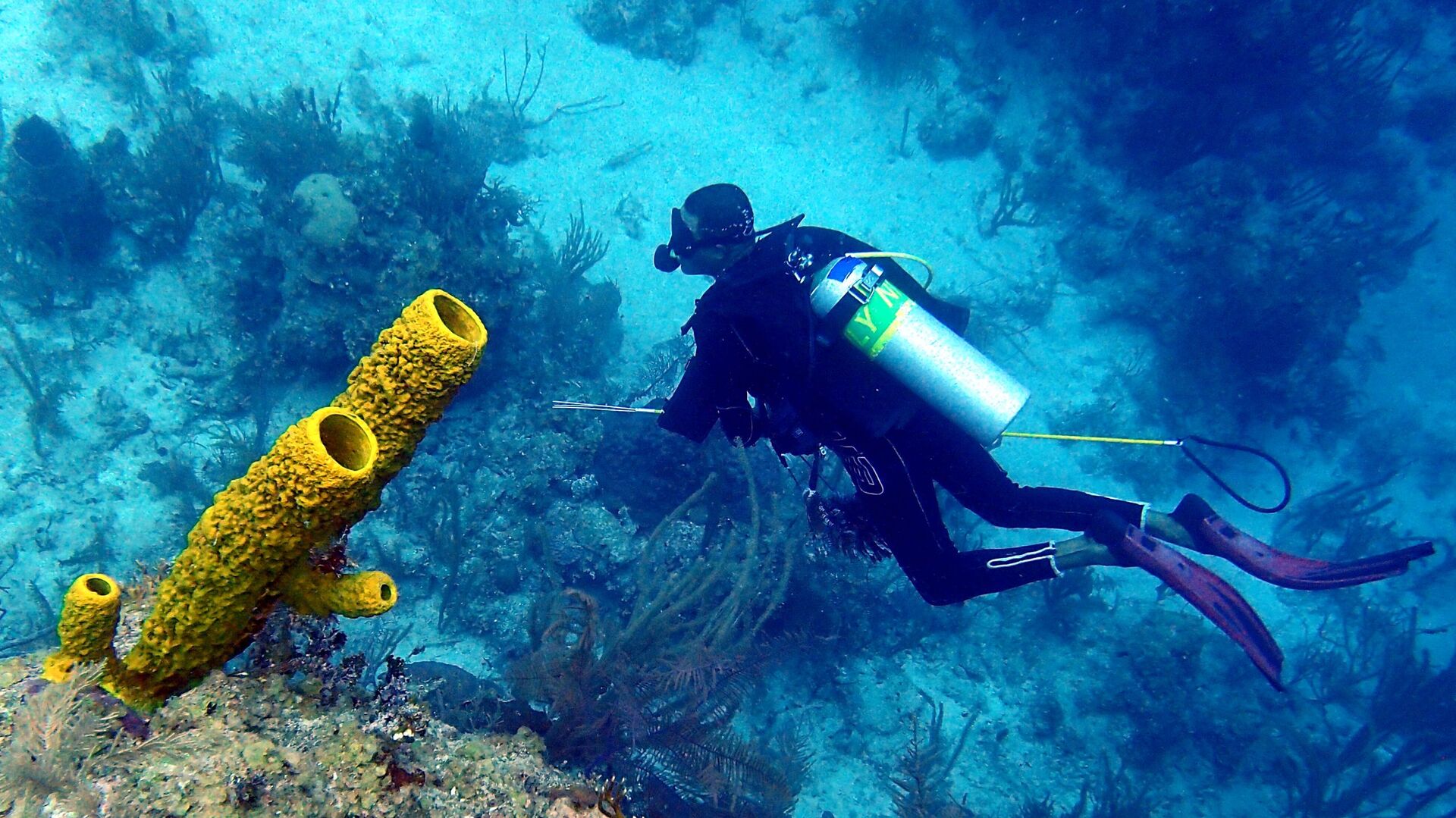 avustralyanin derinliklerinde yeni turler isik sacan kopekbaligi ve porselen yengec kesfedildi iEynMKWY.jpg