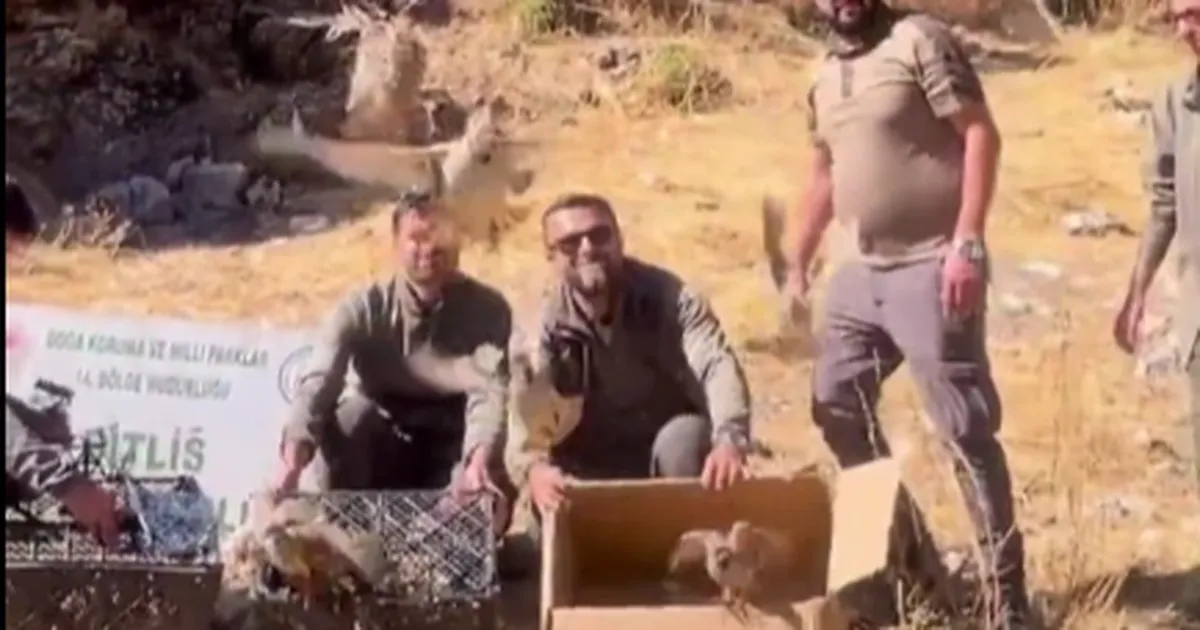 bitliste keklik ticaretine darbe 90 kinali keklik dogaya salindi cUpHG2q7