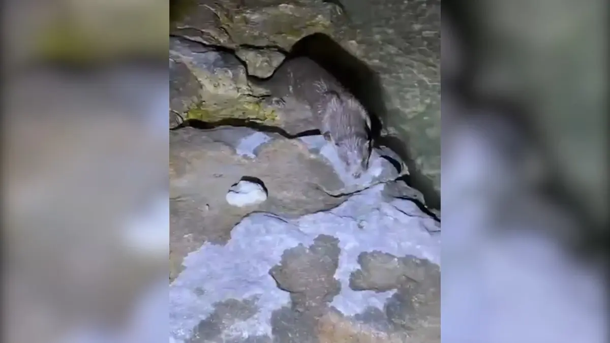 halfetide nesli tukenme tehlikesindeki su samuru goruntulendi AXu86qjd.jpg