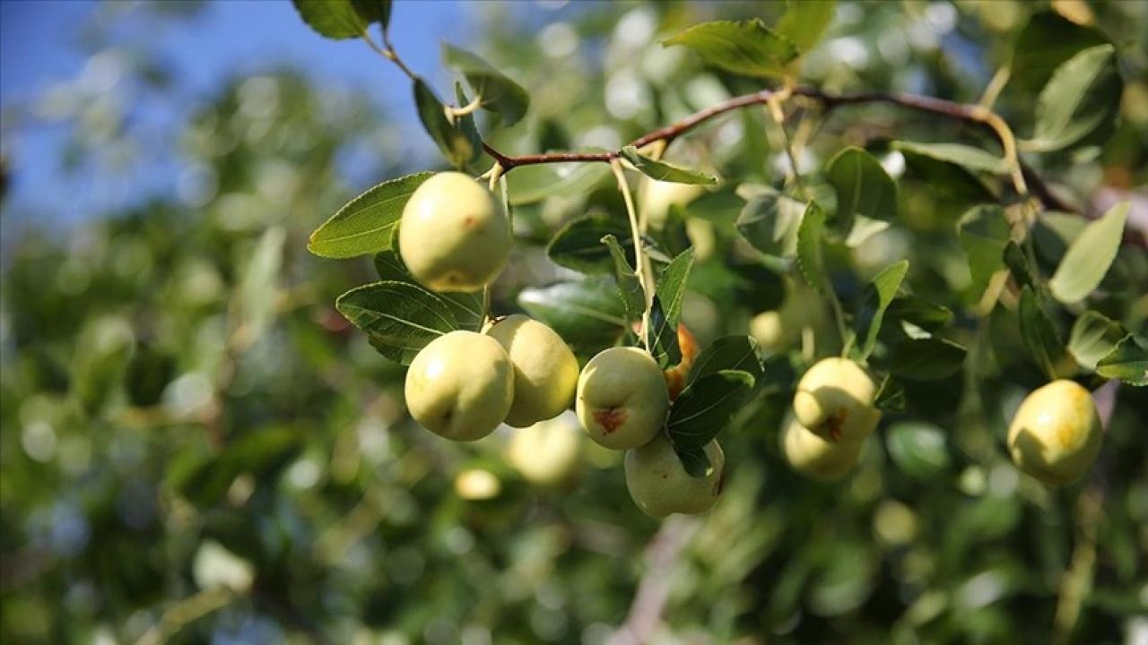 edirnede ciftciler kucuk arazilerini yuksek gelirli hunnap uretimiyle degerlendiriyor y3AX8kAW.jpg