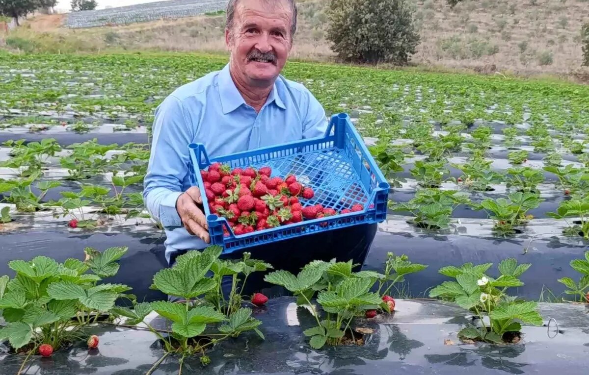 koprubasinda cilek uretimi dort mevsim suruyor e4VhntPP.jpg