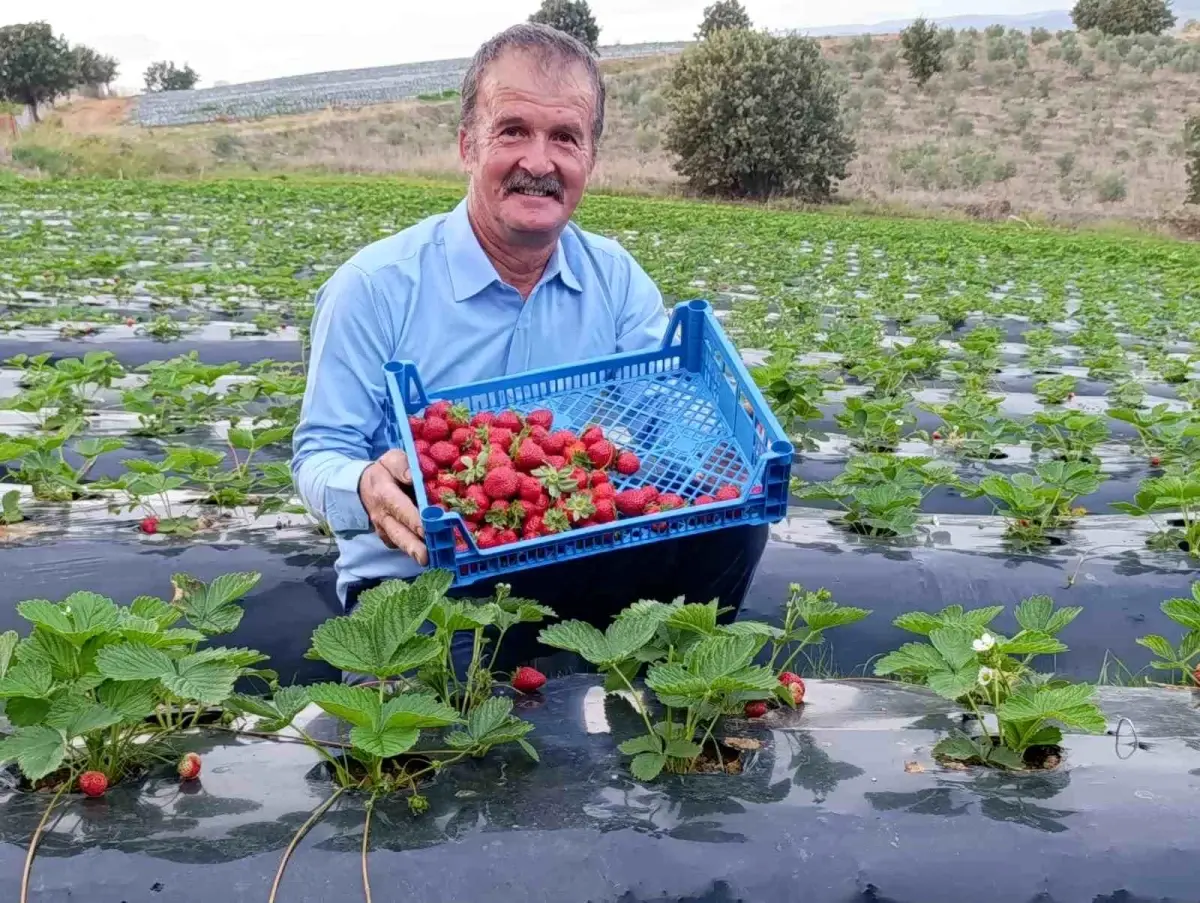koprubasinda cilek uretimi dort mevsim suruyor e4VhntPP.jpg